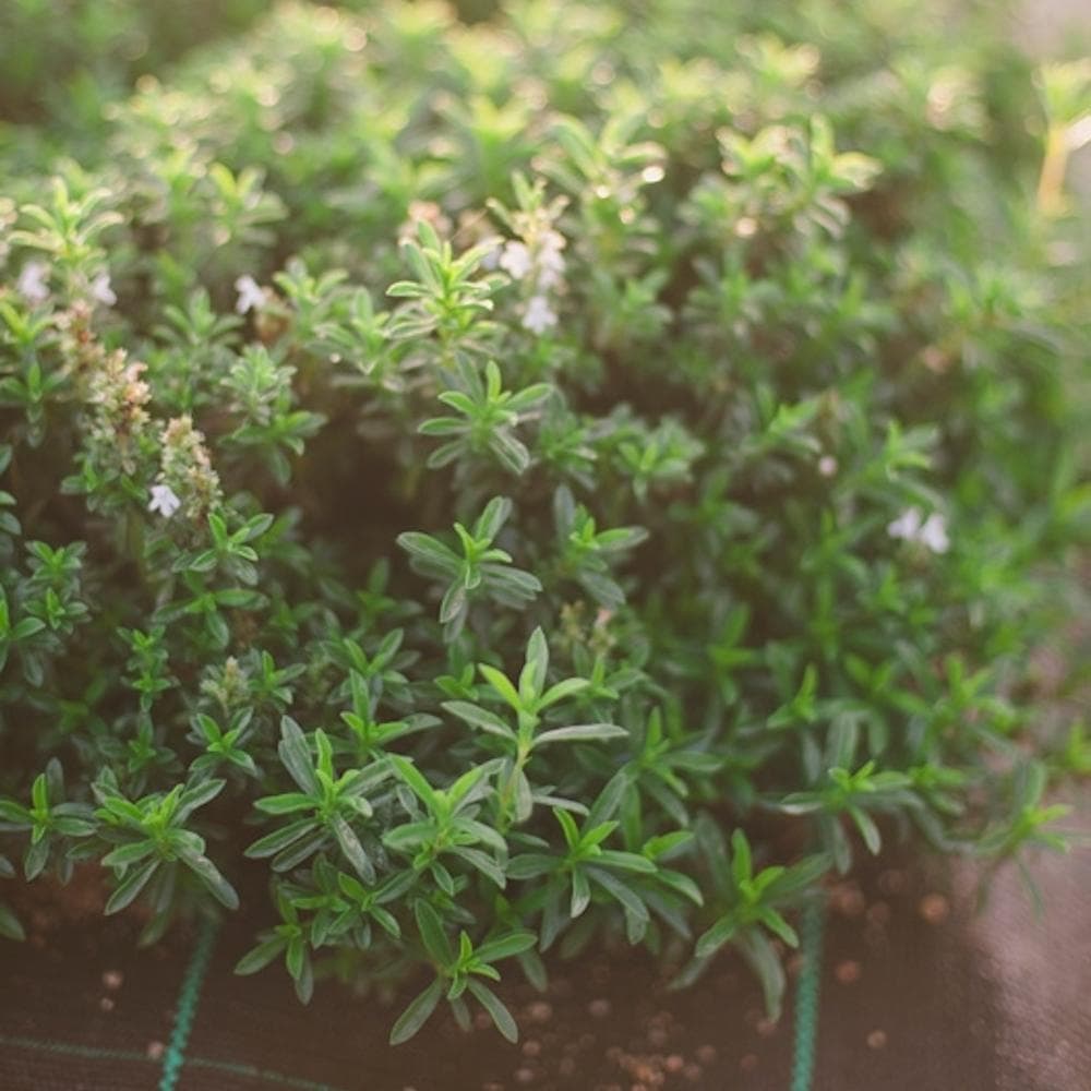 Organic Savory (Segurelha)
