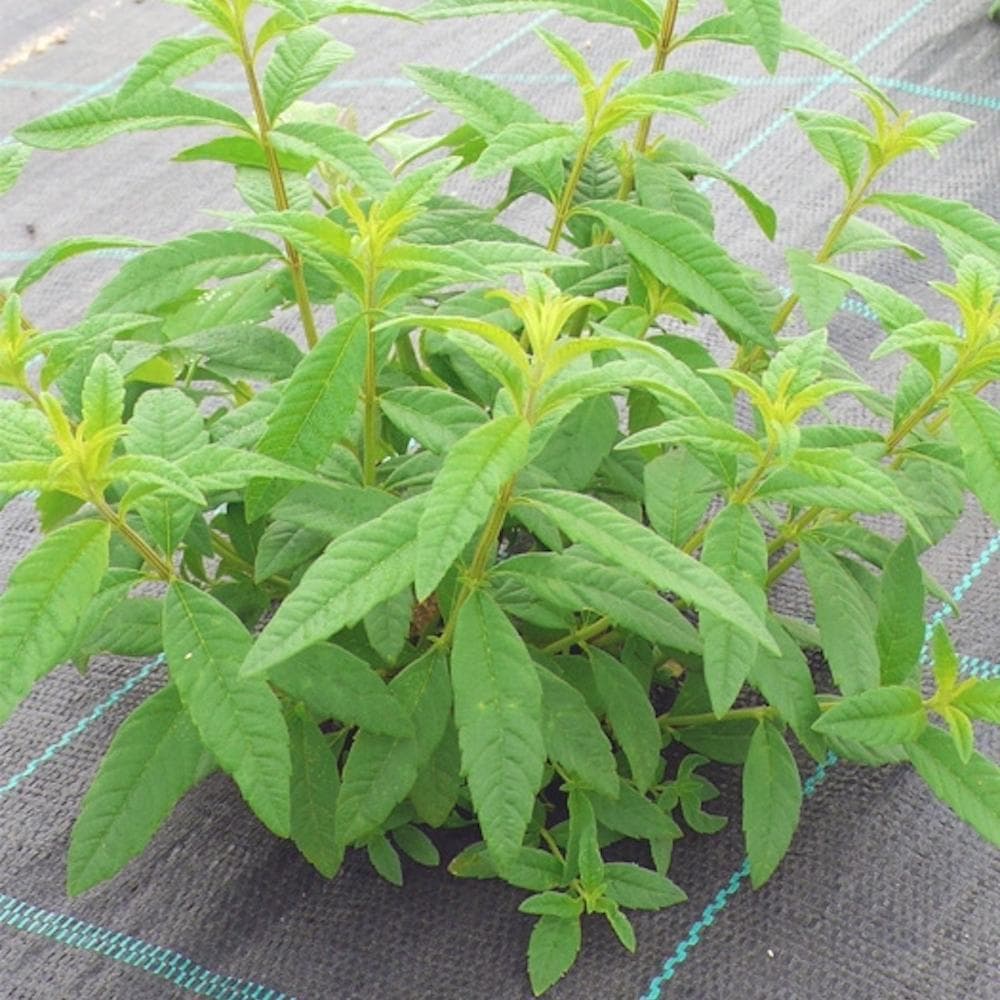 Organic lemon verbena (Lúcia-Lima) I Bags