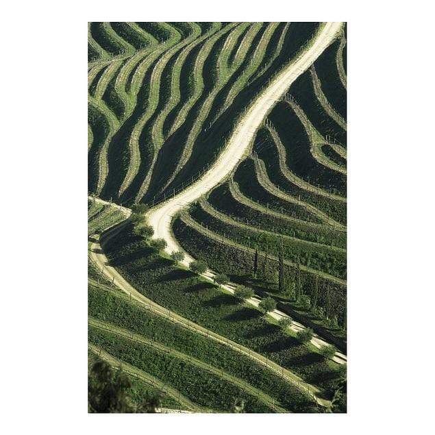 Kunstfoto signiert "Vinyards"
