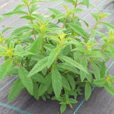 Organic Lemon verbena  (Lúcia Lima)